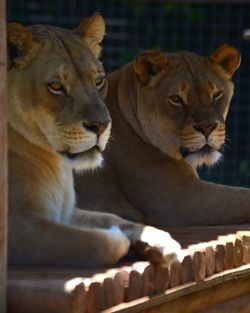 Lions resting on wooden planks at zoo