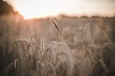 Wheat at sunset.