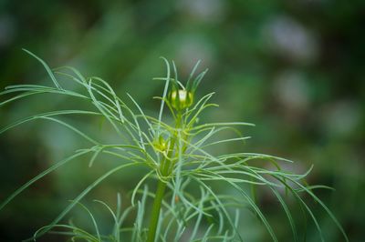 Close-up of fresh green plant