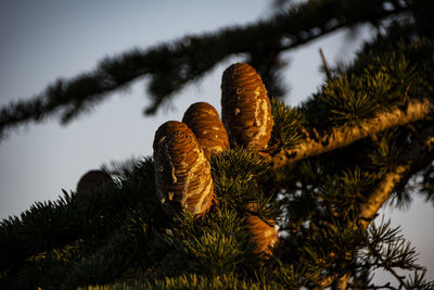 Low angle view of pine tree