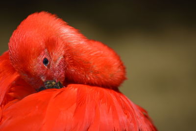 Close-up of a bird