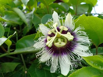 Close-up of purple flowering plant