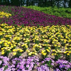 Flowers blooming on field