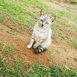 High angle portrait of cat on grass