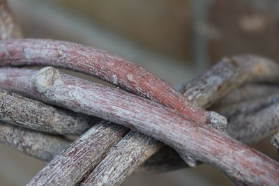 Close-up of tree branch