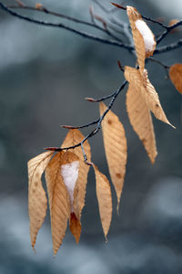 Fall leaves in winter