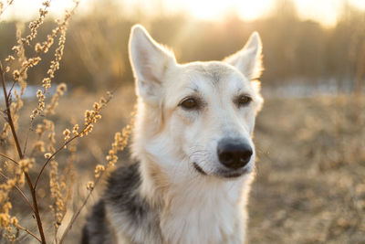 Close-up portrait of a dog on field