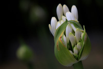 Close-up of white flowering plant