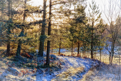 Trees in forest during winter