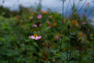 Close-up of flowering plants on field