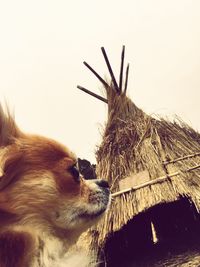 Low angle view of horse against sky