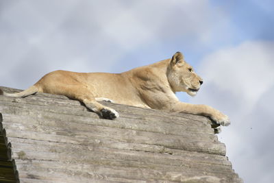 Low angle view of a cat