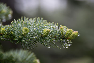 Close-up of dew drops on pine tree