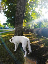 Pets.domestic animals.white canadian shepherd.