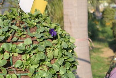 plant