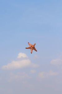 Low angle view of bird flying in sky