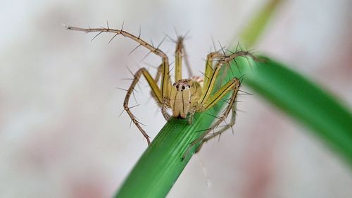 Close-up of spider