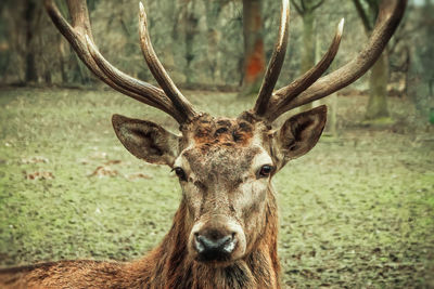 Close-up of deer