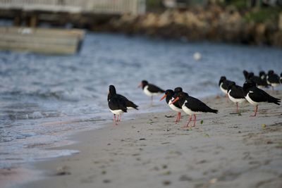Seagulls on beach