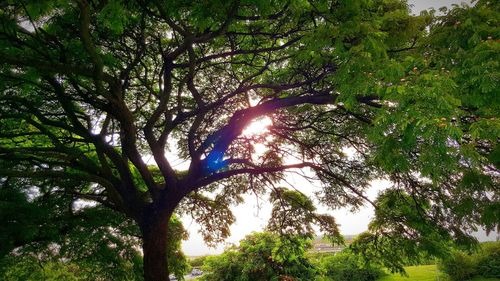 Low angle view of trees