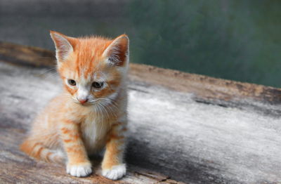 Portrait of kitten sitting