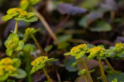 Close-up of flowering plant