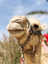 Close-up of a camel