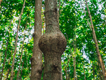 Low angle view of tree trunk in forest