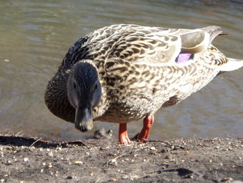 Close-up of seagull on beach