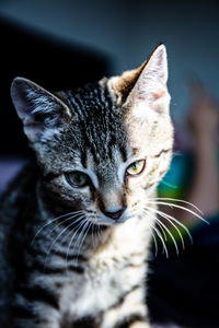 Close-up portrait of a cat