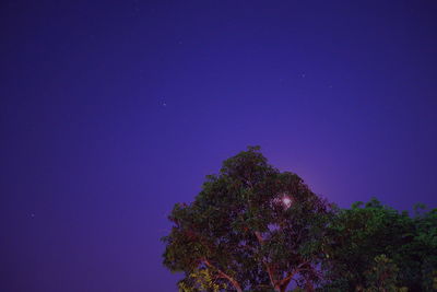 Low angle view of trees against clear blue sky at night