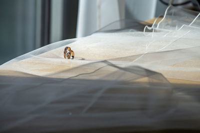 Close-up of insect on table