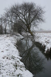 Bare trees on snow covered landscape