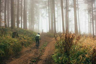 Rear view of man walking on footpath in forest