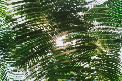 Low angle view of palm trees