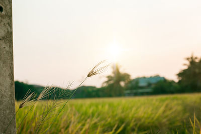 Close-up of stalks in field against sky