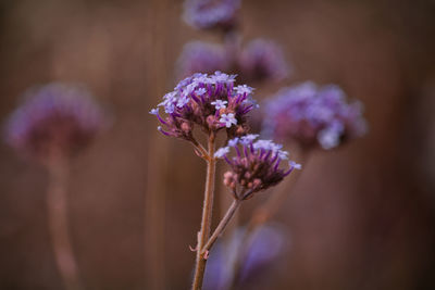 Close-up of purple flowering plant