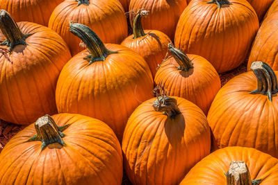 Full frame shot of pumpkins for sale