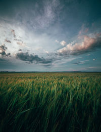 Scenic view of agricultural field against sky