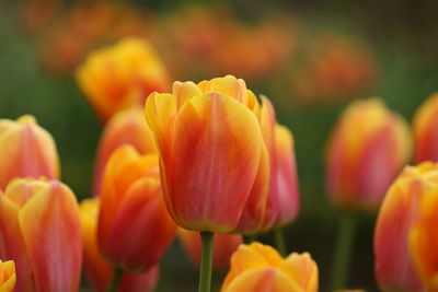 Close-up of yellow tulips on field