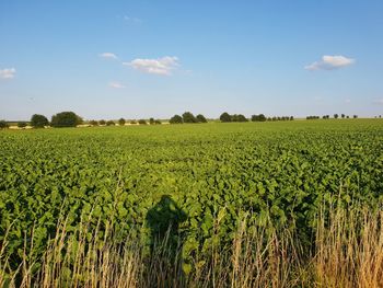 Scenic view of agricultural field against sky