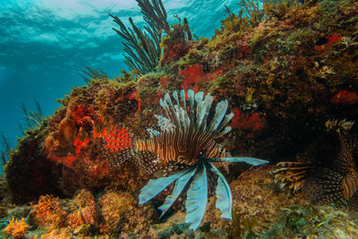 View of fish swimming in sea