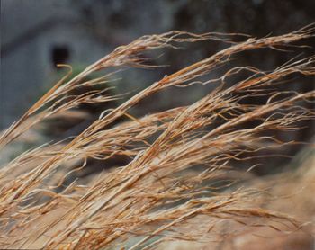 Close-up of wheat