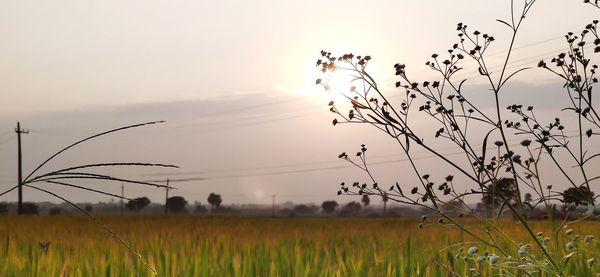 Scenic view of field against sky during sunset