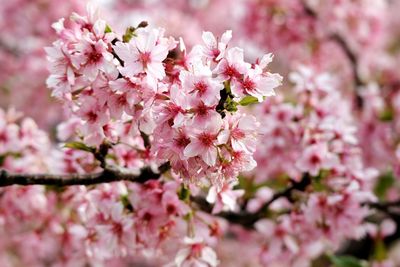 Close-up of cherry blossoms