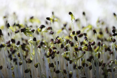 Full frame shot of flowering plants