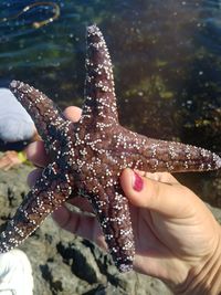 My sea star catch