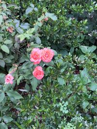 Close-up of pink flowers blooming outdoors