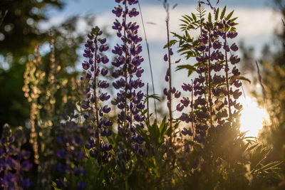 Close-up of purple flowers