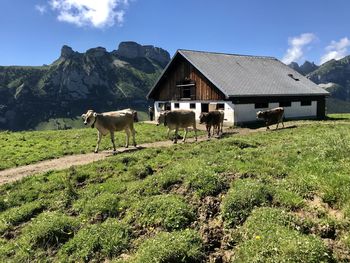 Cows walking next to a hut in the mountains.